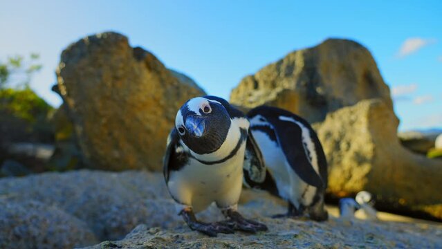 Jackass Pinguin, (Spheniscus demersus), Boulder's Beach, Capetown