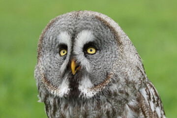 A portrait of a Great Grey Owl against a green background
