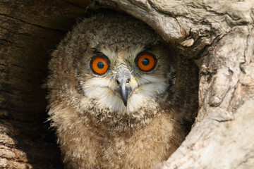 A young Eurasian Eagle Owl hiding in a hollow tree trunk
