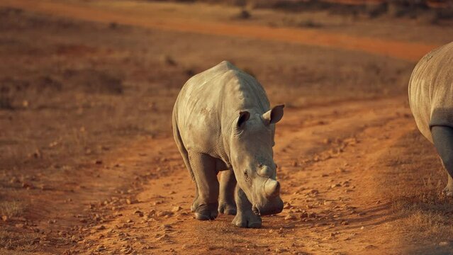 White Baby Rhino is South Africa