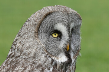 Obraz premium A portrait of a Great Grey Owl against a green background 