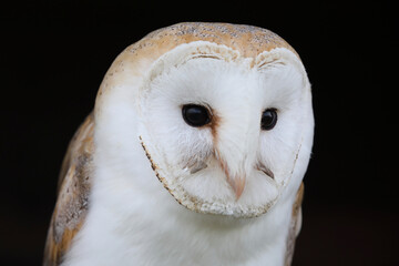 A portrait of a Barn Owl against a black background
