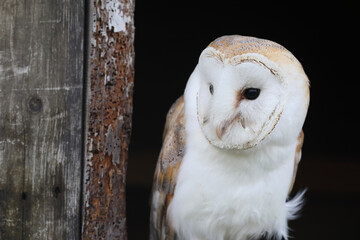 A portrait of a Barn Owl in the window of an old barn
