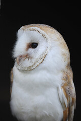 A portrait of a Barn Owl against a black background
