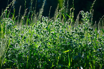 trawy i dzikie rośliny w słońcu, pod słońce, łąka w słońcu, grass under the evening rays...