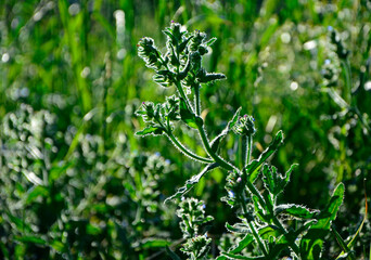 trawy i dzikie rośliny w słońcu, pod słońce, grasses and wild plants in the sun, against the sun © kateej