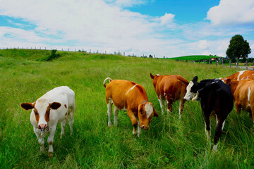 krowy na łące, cows in the meadow, wiejski krajobraz - obrazy, fototapety, plakaty