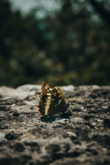 butterfly on the stone