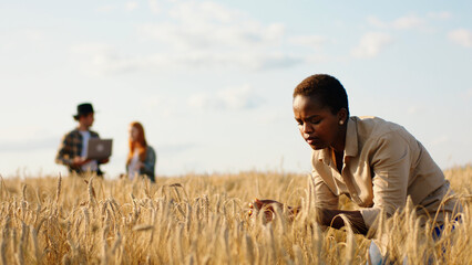 Closeup to the camera taking video from the back walking through the large wheat field man farmer...
