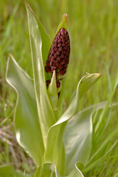 Twayblade orchid (Listeria ovata) in flower in spring