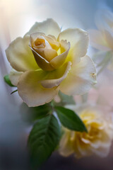 Fototapeta na wymiar Herbaciana róża
