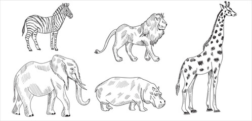 Animals a sketch drawing vector illustration