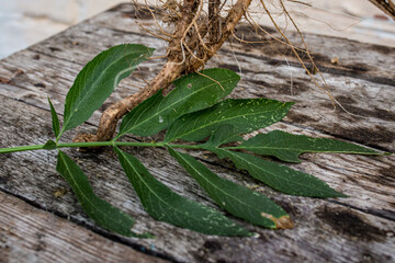 Root and leaf Sambucus ebulus, also known as danewort,  or European dwarf elder, walewort, dwarf...