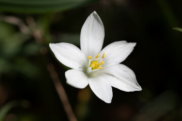 spring flower star of bethlehem