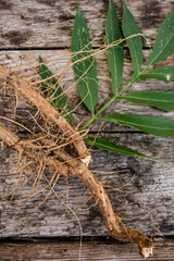 Root and leaf Sambucus ebulus, also known as danewort, dane weed, danesblood, walewort, dwarf elderberry, Powder from the root. Defocused