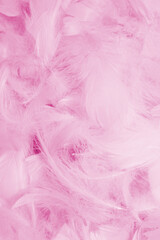 Colorful feather background, top view.