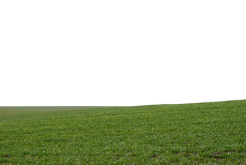 Obraz premium Green field as a background. Green grass in spring isolated on white background.