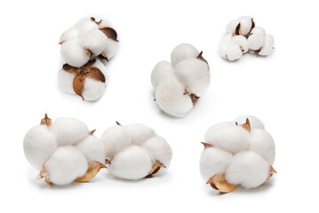 Cotton flower branch isolated on white background.