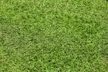 Green grass as background, closeup