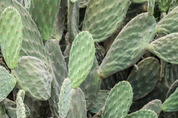 Green cacti leaves outdoors, closeup