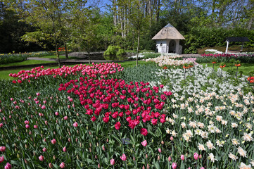 Hollands tulips bloom