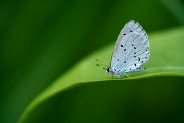 Weißlinge, Pieridae, Schmetterling