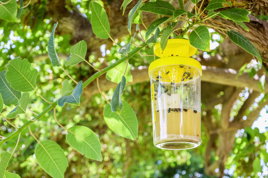 Fly trap hanging on tree outdoors, closeup