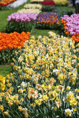Hollands tulips bloom