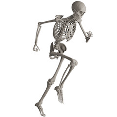 skeleton posing 3d render illustration	