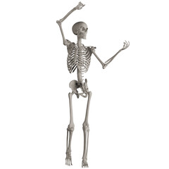 skeleton posing 3d render illustration	