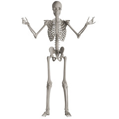 skeleton posing 3d render illustration	
