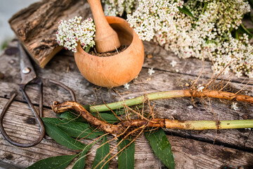 DWARF ELDER Root Dried ORGANIC Bulk Herb Sambucus ebulus, also known as danewort, dane weed, danesblood, dwarf elder or European dwarf elder, Powder from the root in a wooden mortar with a pestle.