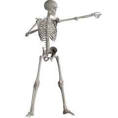 skeleton posing 3d render illustration	