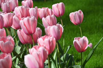 Hollands tulips bloom