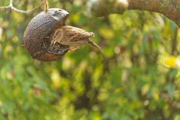 Haussperling, Passer domesticus, Spatz