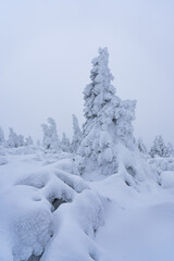 Magical winter scenery with frozen trees covered with white snow. Fantasy atmosphere after snow storm on Bohemia mountains. 