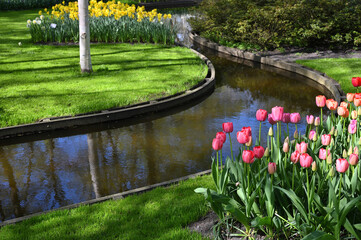 Hollands tulips bloom