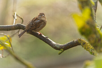 Haussperling, Passer domesticus, Spatz