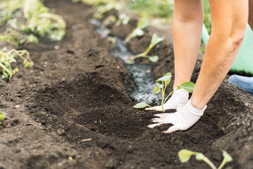 Woman planting cabbage seedlings in a field.
