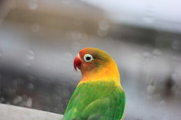 A wild lovebird perched on the balcony of a hotel in the middle of the city after the rain. Photographed using a focus/fine focus technique.