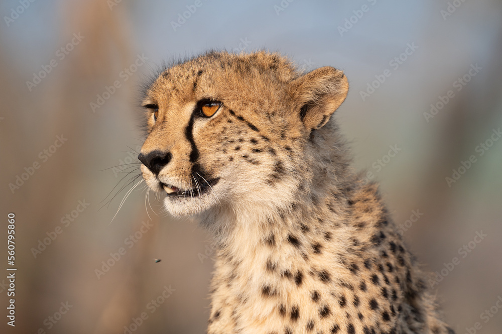 Poster Portrait of a cheetah in South Africa