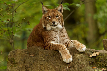 Eurasischer Luchs, Nordluchs, Lynx lynx, Luchs
