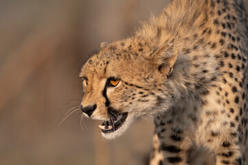 Naklejka na ściany i meble Cheetah in South Africa