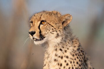 Portrait of a cheetah in South Africa