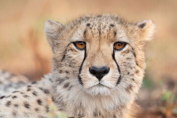 Fototapeta na wymiar Portrait of a cheetah in South Africa