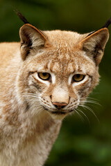 Eurasischer Luchs, Nordluchs, Lynx lynx, Luchs