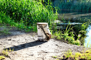 A birch stump stands on the shore of a forest lake