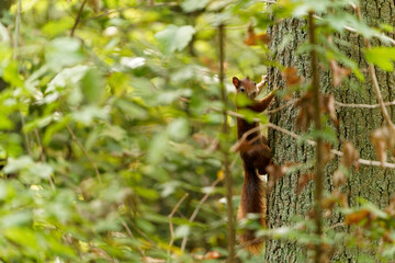 Eichhörnchen, Eichkater, Sciurus vulgaris