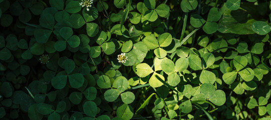 Background from a field of clover with white flowers.