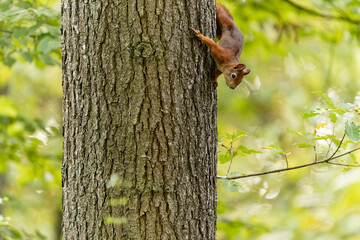 Eichhörnchen, Eichkater, Sciurus vulgaris